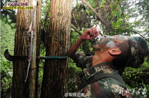 二炮特种警卫深山老林吃蛇肉吞青蛙