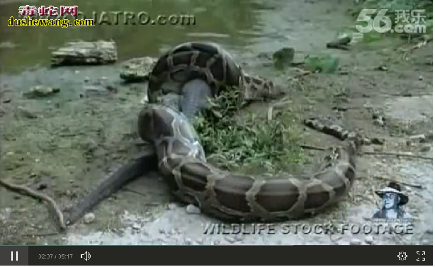 蟒蛇吞食淡水鳄鱼