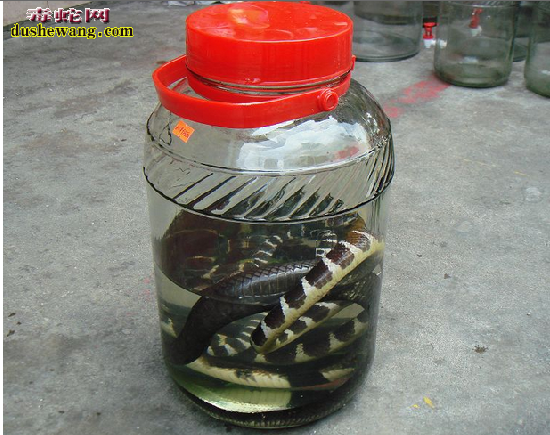 银环蛇浸酒步骤图解8