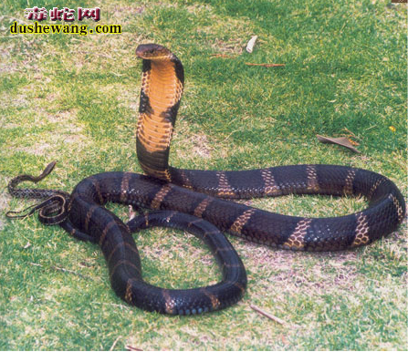 眼镜王蛇图片1