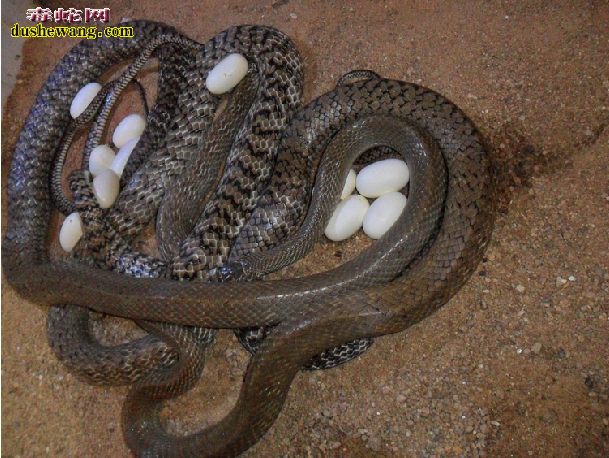 水律蛇、南蛇、滑鼠蛇图片1