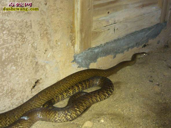 水律蛇、南蛇、滑鼠蛇图片2