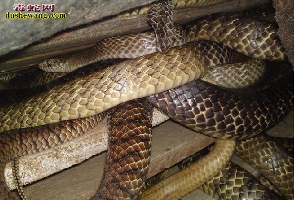 水律蛇、南蛇、滑鼠蛇图片3