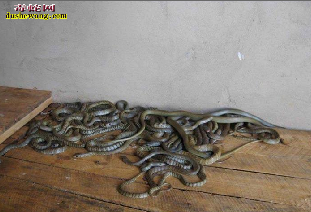水律蛇、南蛇、滑鼠蛇图片4