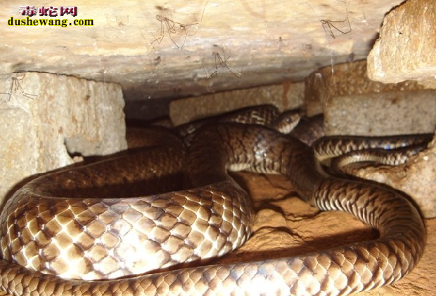 水律蛇、南蛇、滑鼠蛇图片5