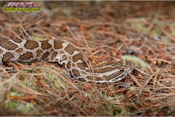 圆斑蝰蛇图片5