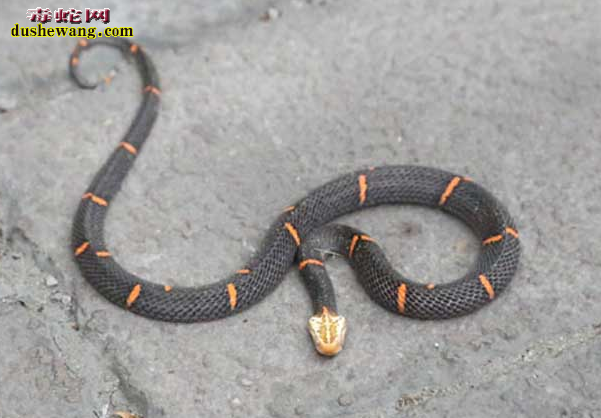 喜玛拉雅白头蛇图片1