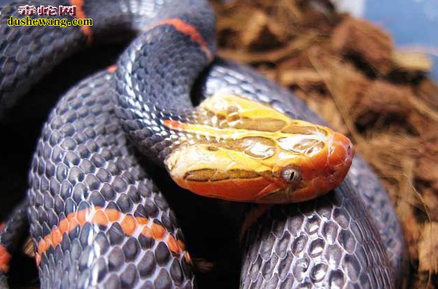喜玛拉雅白头蛇图片2