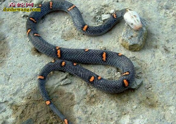 喜玛拉雅白头蛇图片3