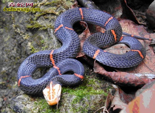 喜玛拉雅白头蛇图片6