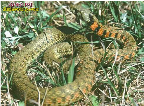 虎斑颈槽蛇图片2