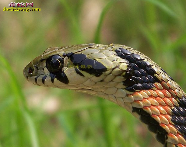 虎斑颈槽蛇图片6