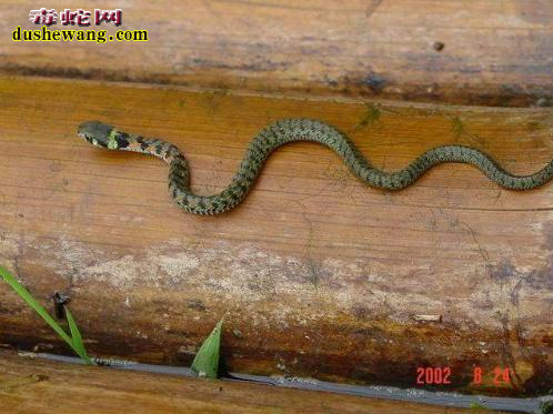 虎斑颈槽蛇图片5