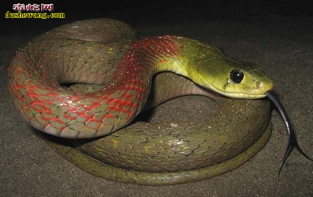红脖颈槽蛇图片3