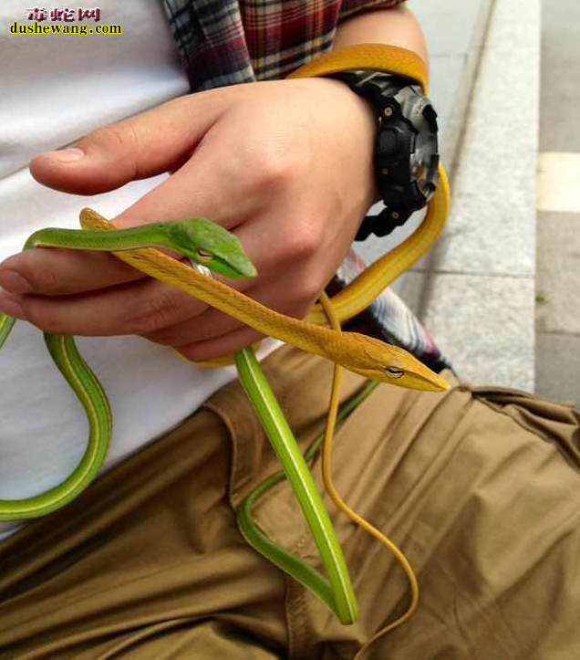 绿瘦蛇图片1