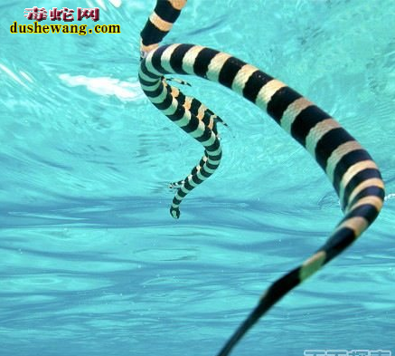 贝尔彻海蛇图片4