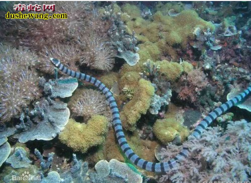 贝尔彻海蛇图片6