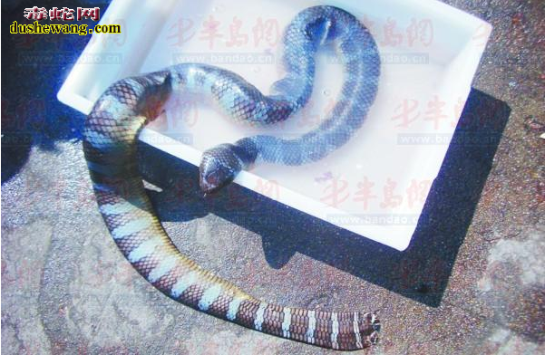 青环海蛇图片1