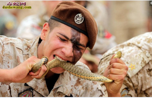 黎巴嫩特种兵为练胆生咬活蛇