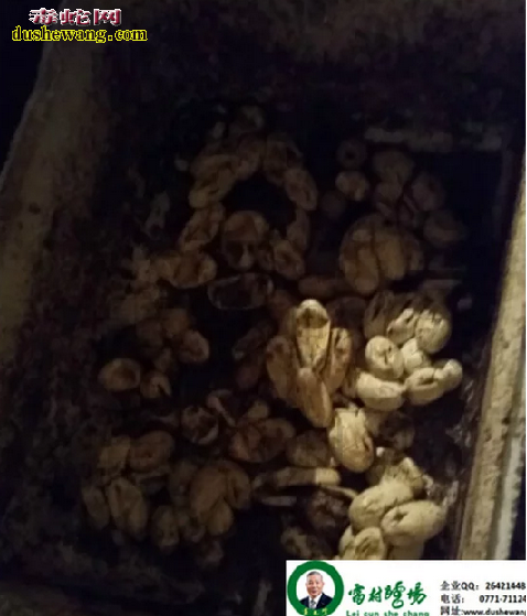 广西雷村蛇场