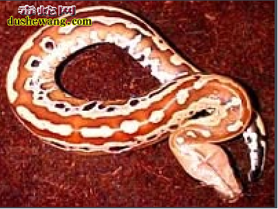 血蚺
