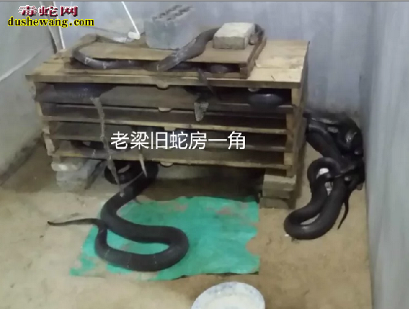 广西雷村蛇场学员风采之江西学员老梁