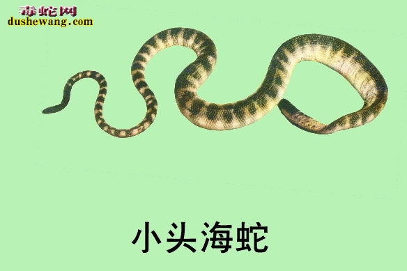 小头海蛇