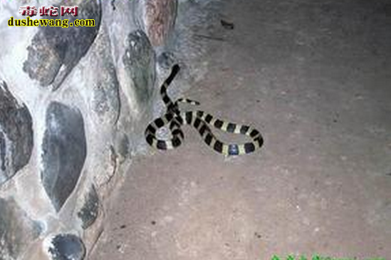 金环蛇的饲养与繁殖