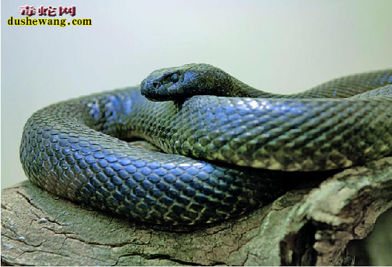世界最毒的蛇：内陆太攀蛇