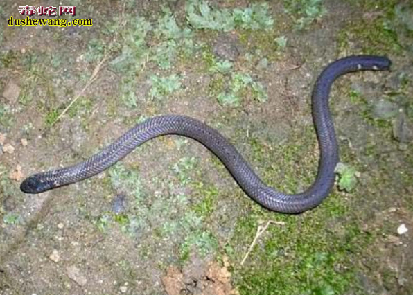 钝尾两头蛇是保护动物吗？