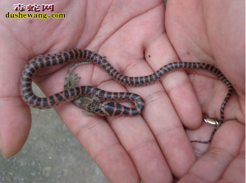 1个月大的赤练蛇吃什么食物？