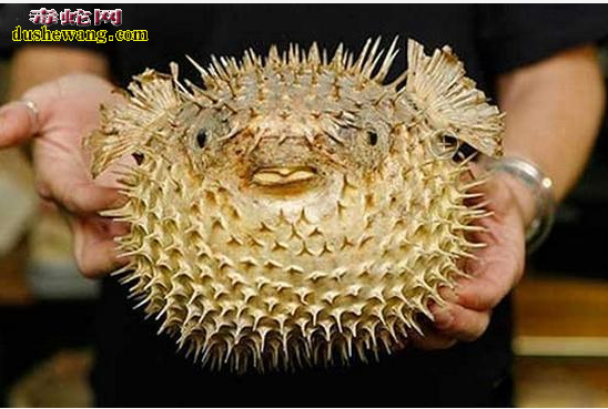 盘点10大最致命生物:眼镜蛇排不上号一滴毒液秒杀10头大象