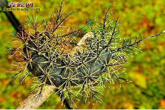 盘点10大最致命生物:眼镜蛇排不上号一滴毒液秒杀10头大象