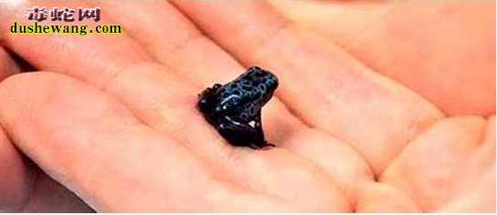 盘点10大最致命生物:眼镜蛇排不上号一滴毒液秒杀10头大象