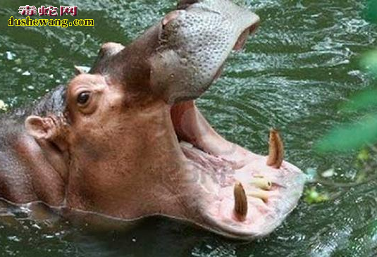 盘点10大最致命生物:眼镜蛇排不上号一滴毒液秒杀10头大象