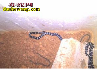 银环蛇价格及批发