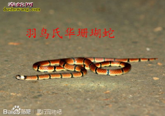 羽鸟氏华珊瑚蛇