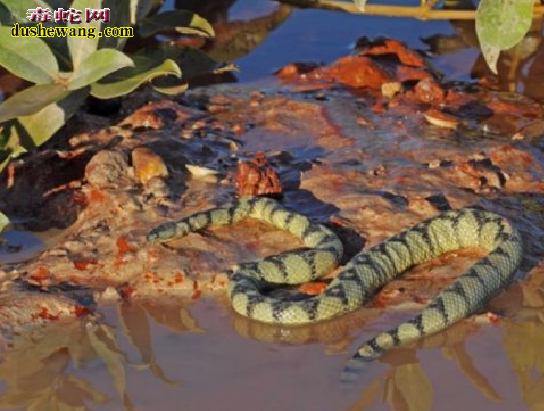 淡灰海蛇
