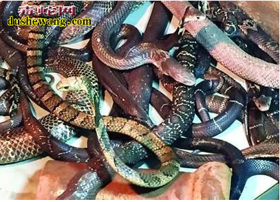 “放生蛇”上海路边现25条剧毒眼镜蛇 疑是人为放生 能活吗？？