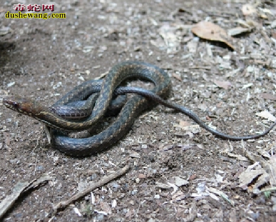 丽纹腹链蛇