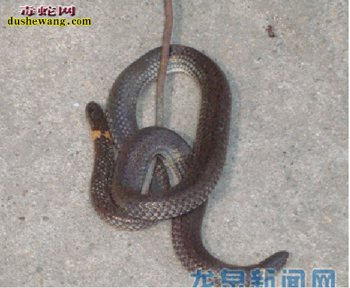 云南两头蛇