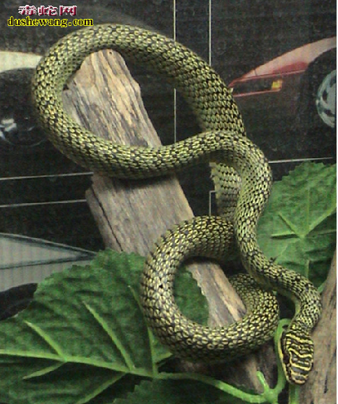 金花蛇