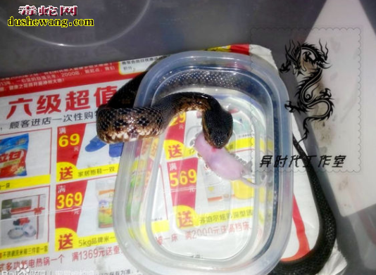 云南颈斑蛇