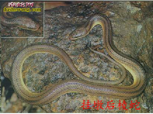 挂墩后棱蛇