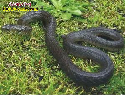 缅甸颈槽蛇