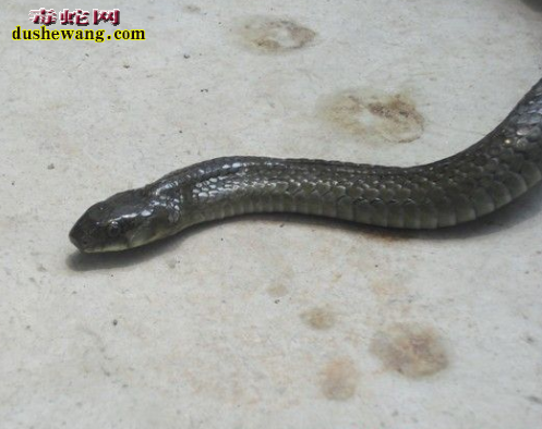 缅甸颈槽蛇