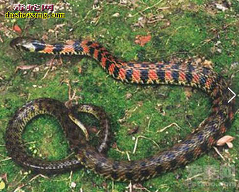 缅甸颈槽蛇