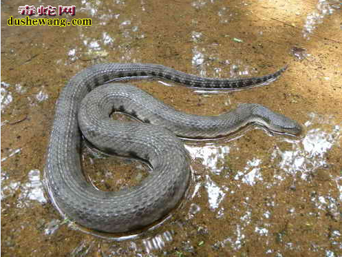 黑斑水蛇