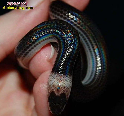 海南闪鳞蛇