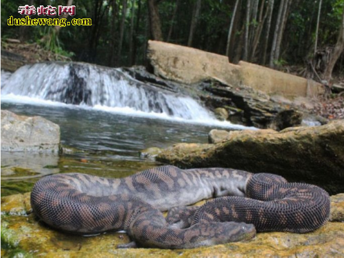 阿拉佛拉瘰鳞蛇
